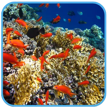 Coral reef with red fish.