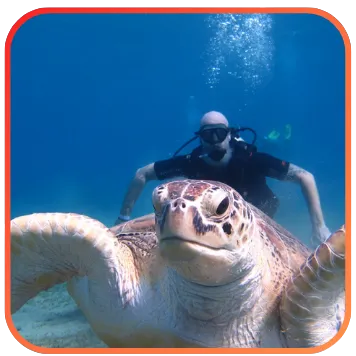 A scuba diver and a turtle underwater.