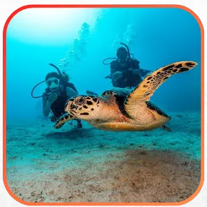 A scuba diver and a turtle underwater.
