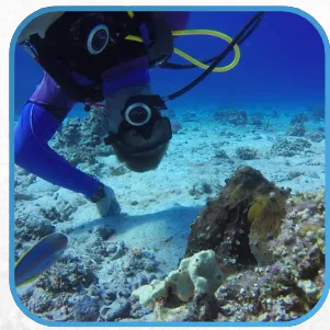 A scuba diver in blue and purple wetsuit examining the seabed with a metal pointer, surrounded by coral and tropical fish.