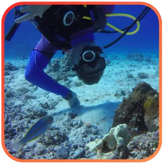 A scuba diver in blue and purple wetsuit examining the seabed with a metal pointer, surrounded by coral and tropical fish.