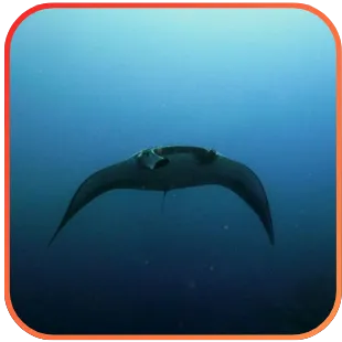 Silhouette of a manta ray gliding gracefully in the blue ocean depths with the caption "Gota Abu Ramada" indicating a diving site or area.