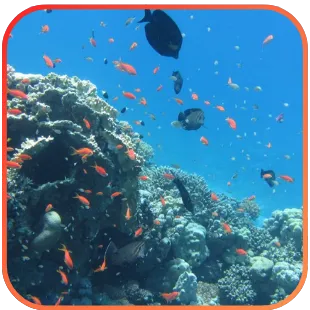 A vibrant underwater scene featuring a coral reef bustling with a variety of fish, including orange anthias and dark-colored surgeonfish, set against the clear blue water of the ocean.