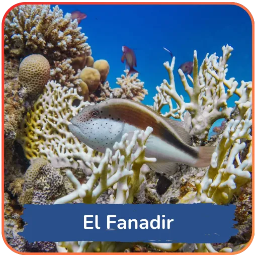 Close-up of a pufferfish surrounded by intricate coral structures in a clear blue sea, annotated with "El Fanadir," marking it as a specific underwater locale.