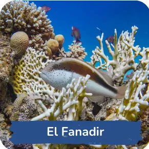 Close-up of a pufferfish surrounded by intricate coral structures in a clear blue sea, annotated with "El Fanadir," marking it as a specific underwater locale.