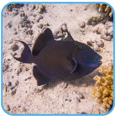 A blue triggerfish over sandy seabed.