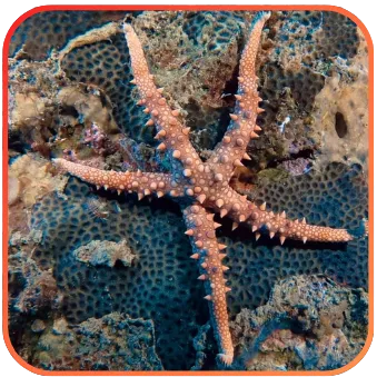 A vibrant sea star with multiple arms spread out over a textured coral surface, highlighting the diversity of marine life.