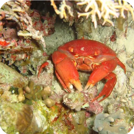 A red crab with detailed textures sitting among coral on the ocean floor.