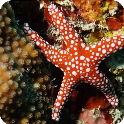 Close-up image of a bright red starfish with white spots on a coral reef.