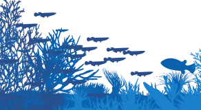 Fish vector background