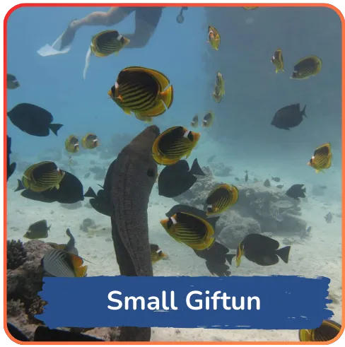 A busy underwater reef scene with yellow butterflyfish and other marine life around a protruding coral formation, labeled "Small Giftun," likely indicating a dive spot.