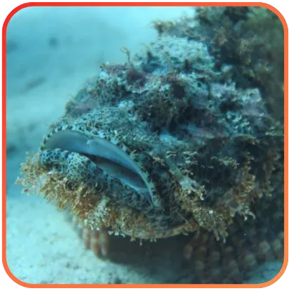 Camouflaged scorpionfish on a sandy bottom.