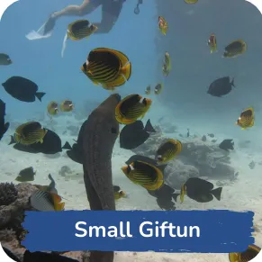 A busy underwater reef scene with yellow butterflyfish and other marine life around a protruding coral formation, labeled "Small Giftun," likely indicating a dive spot.
