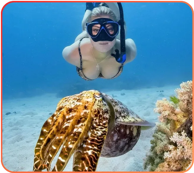 A woman snorkeling close to a large cuttlefish over a sandy seabed, with the water appearing clear and sunlit.