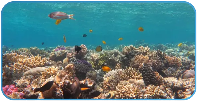 A vibrant coral reef bustling with diverse marine life, including various species of fish and coral formations.