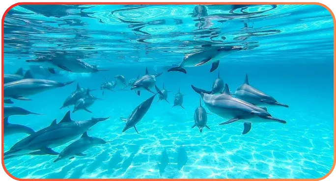 A group of dolphins underwater, captured from below, swimming in crystal clear blue water above a sandy sea floor.