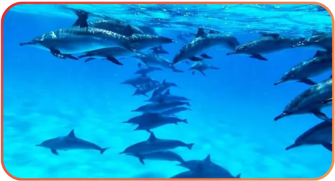 A group of dolphins underwater, captured from below, swimming in crystal clear blue water above a sandy sea floor.