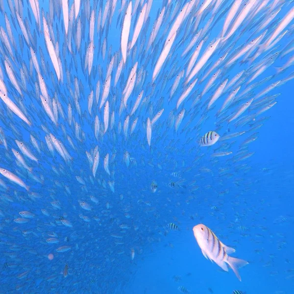 Underwater view of a large, dense school of silver fish forming a bait ball in clear blue water.