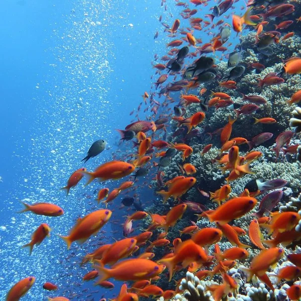 An underwater view of a vibrant red-orange school of fish near coral with a diver in the background.