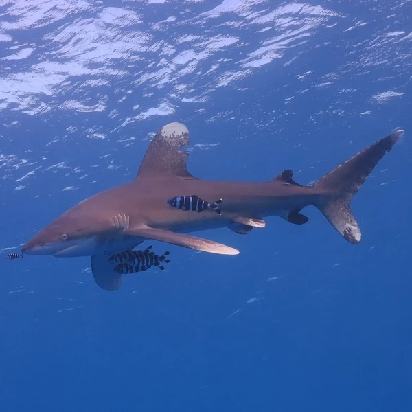 Underwater shot of a shark from the side, accompanied by striped fish, against the backdrop of clear blue ocean water.