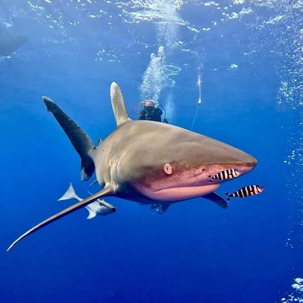 A close-up underwater image of a diver near a large shark, with the shark's mouth open and small striped fish nearby.