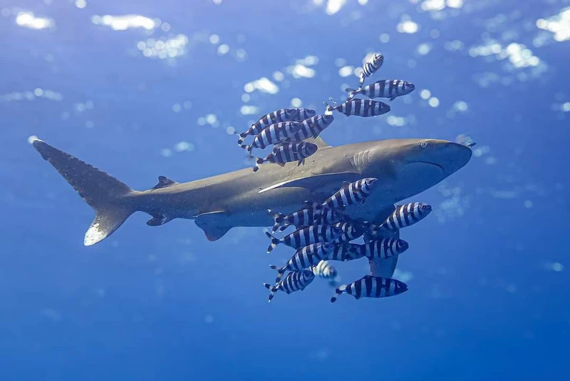 An underwater image of a shark surrounded by a school of striped fish, with clear blue water in the background.