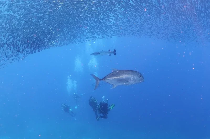 Underwater view of scuba divers surrounded by a dense school of small fish, with a large fish visible in the center.