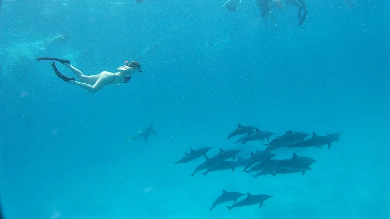 Underwater photo of a female freediver in a white swimsuit diving near a school of dolphins in clear blue water.
