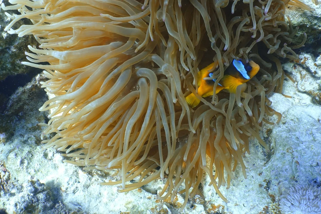 Another clownfish nestled within the wavy tentacles of a sea anemone in a coral reef setting.