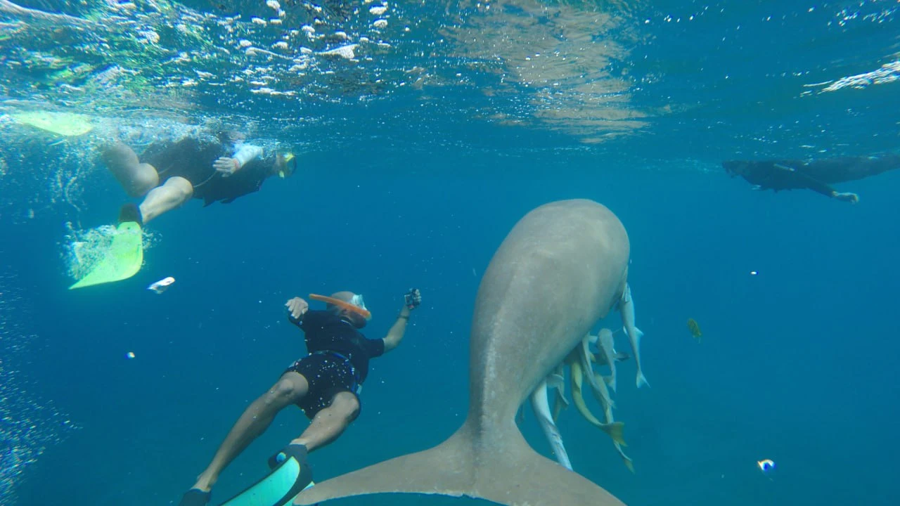 A swimmer in black shorts with a snorkel, viewed from behind a large shark in a blue ocean, with other divers in the background.