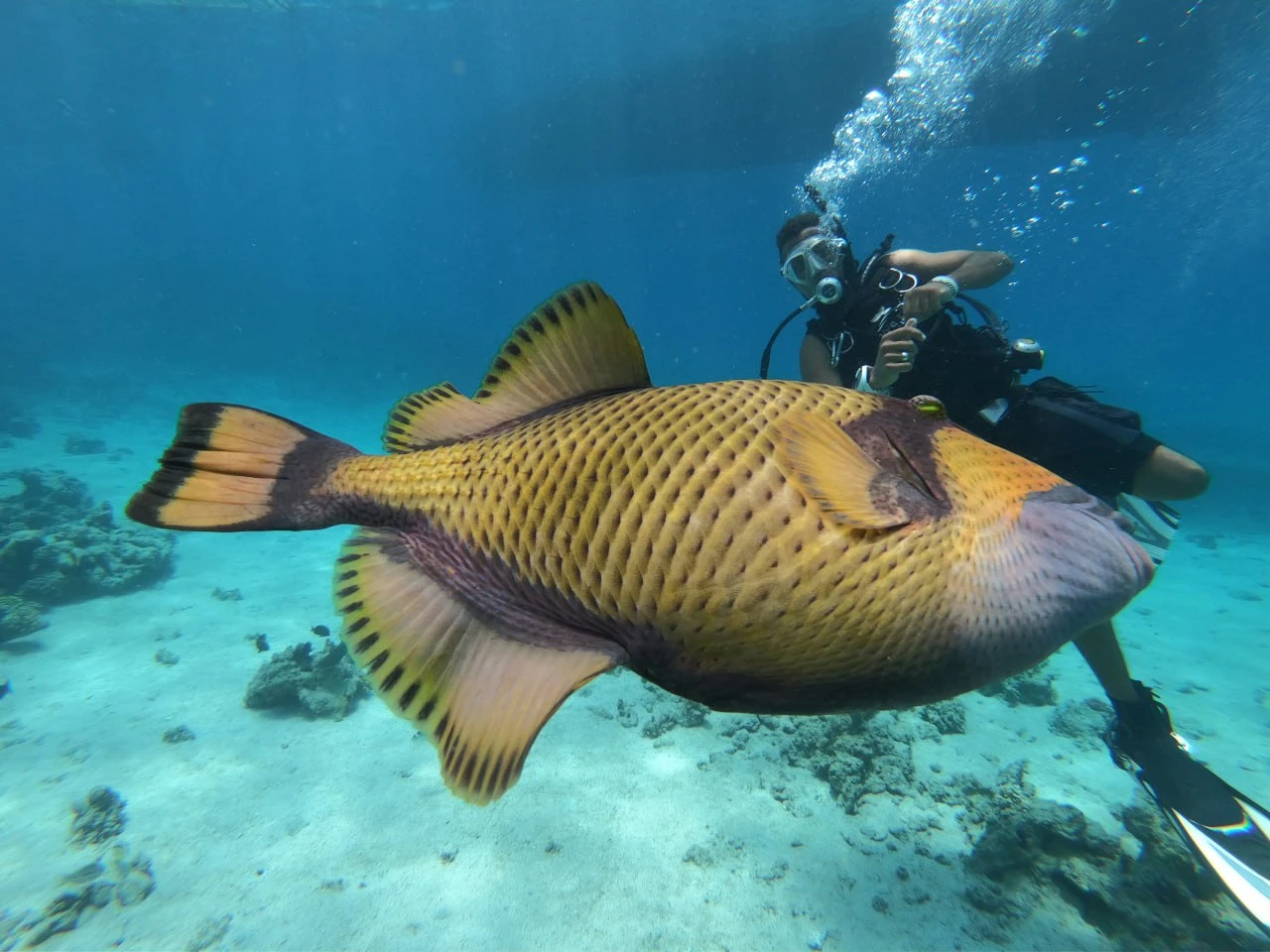 A large, colorful triggerfish with a patterned body swimming close to a diver with a camera in the clear ocean.