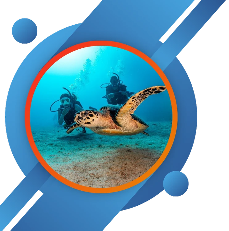 A sea turtle swimming near scuba divers in clear underwater setting, highlighting the interaction with marine life during diving excursions.